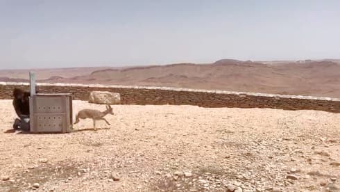 הזכר הצעיר משוחרר בחזרה לטבע   