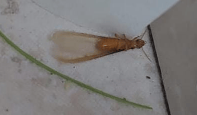הטרמיטים בפתח תקוה