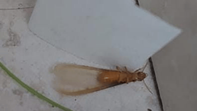 הטרמיטים בפתח תקוה הטרמיטים בפתח תקוה