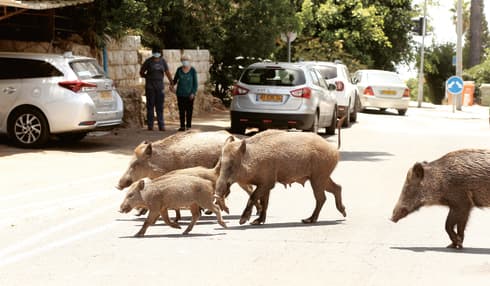 חזירים בר בחיפה