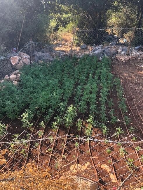 שדה הקנאביס