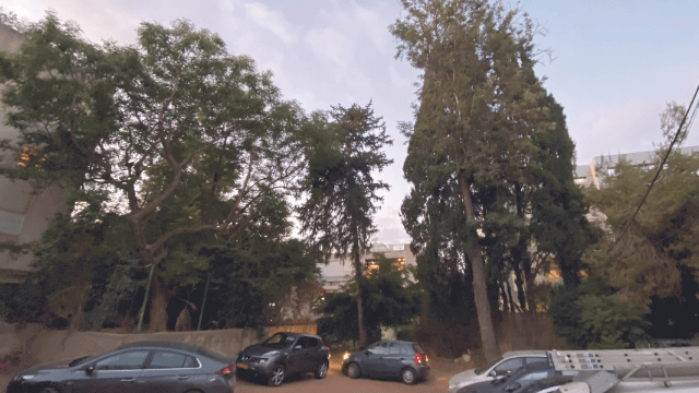 העצים שניצלו. הישג מרשים