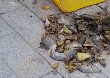 מטרד הריח בשכונה