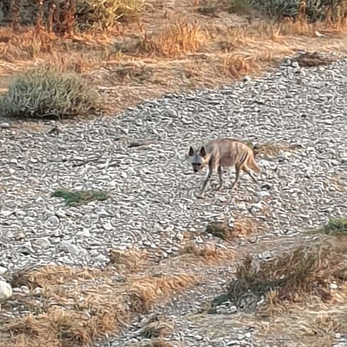 הצבוע שנצפה בנווה נוי. ככל הנראה חיפש מזון