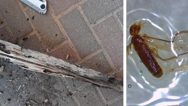 מימין: הטרמיט הקריבי, ונזק של טרמיטים שהתגלו בפתח תקוה (צילומים: צילומים: ד"ר לאור אורשן ואלון בר, המעבדה האנטומולוגית במשרד הבריאות) צילומים: צילומים: ד"ר לאור אורשן ואלון בר, המעבדה האנטומולוגית במשרד הבריאות