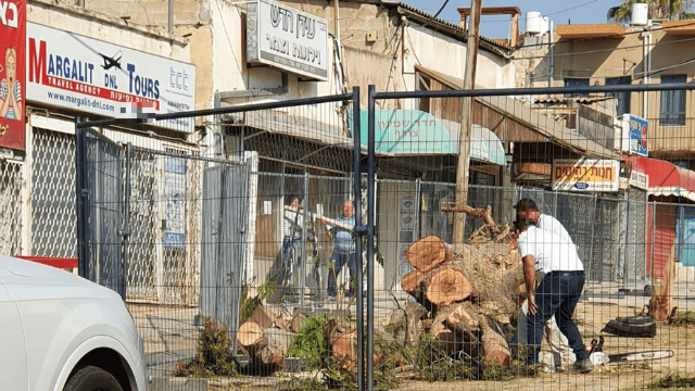 עצים שנגדעו בשדרות קק"ל באר שבע