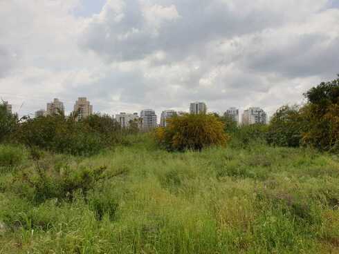 השטח הפתוח ליד אם המושבות ממנו נורו היריות