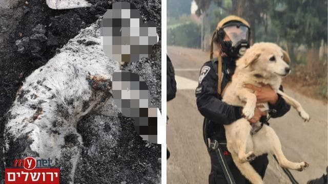 מימין: החילוץ והכלבה אליס 