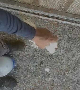 מלק את ראשם של יונים