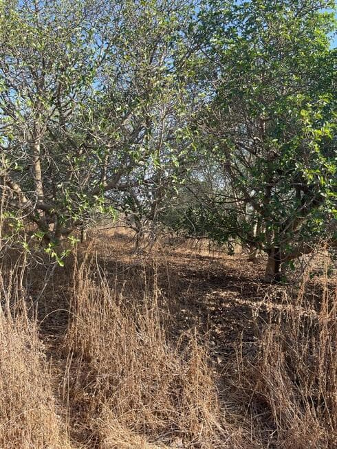 העצים בביתם הישן ליד תוואי המסילה בראש העין טרם העתקתם