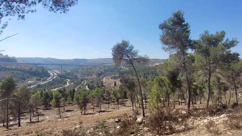 יער רמות (צילום: אדווה חולי) יער רמות