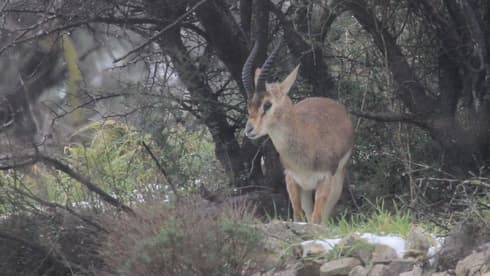צבאים ביער רמות (צילום: עמיר בלבן, החברה להגנת הטבע) צבאים ביער רמות