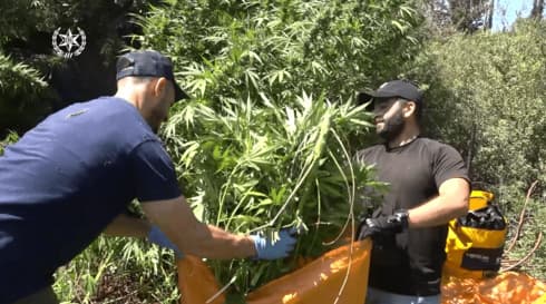 פשיטת המשטרה על שדה המריחואנה 