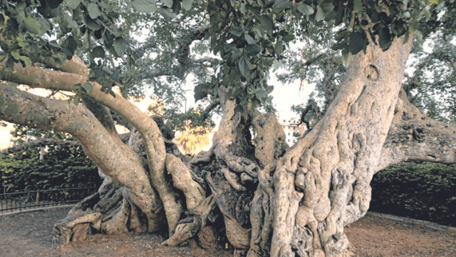 עץ השקמה. גילו מוערך בין 600 ל-1,200 שנה