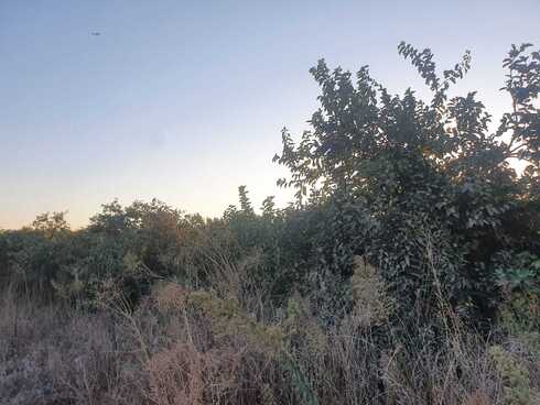 העצים שייכרתו
