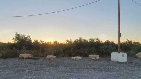 העצים שייכרתו
