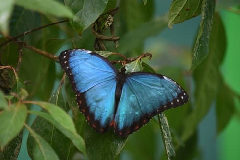 Blue Morpho פרפרים