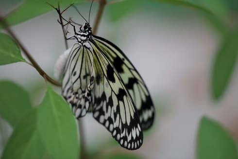 Tree Nymph 
