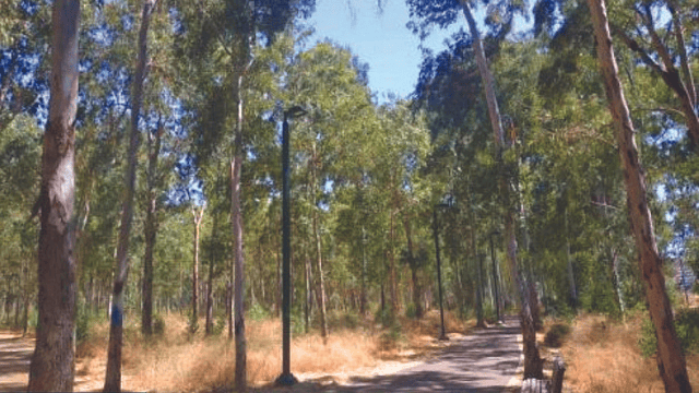חורשת הסרג'נטים. אל תגעו בעצים