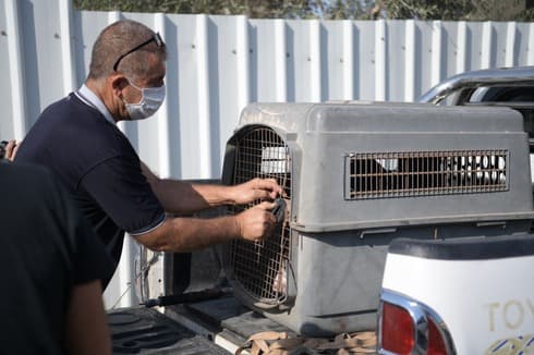 הכלבים הוחזקו בתנאי הזנחה קשים 