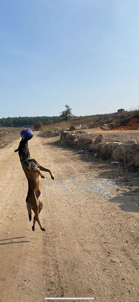 הכלב לאחר שחזר לבעליו