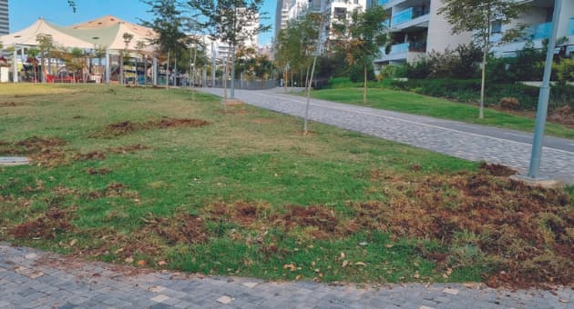 "הם חופרים בדשא, אולי מחפשים אוכל ושורשים". דשא בנאות פרס