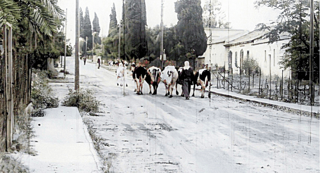 הרחוב הראשי של כפר תבור