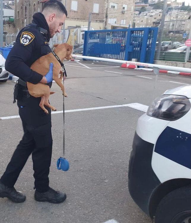 התעללות חמורה בבעל חיים. הכלבה נלקחת לווטרינר 