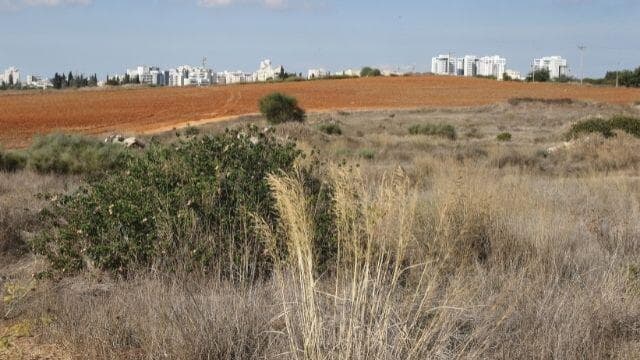 בריכת החורף ברחובות. פגיעה בבעלי החיים 