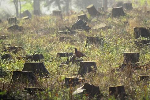 רגע לפני ט"ו בשבט: להחליט להפסיק את כריתת העצים