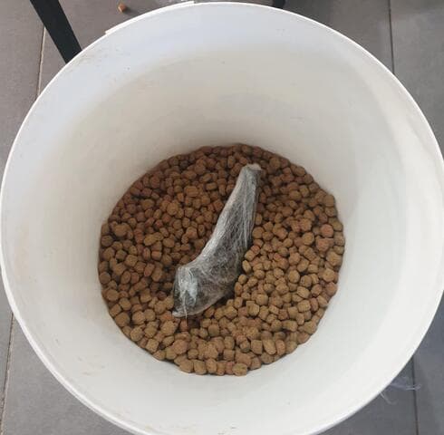 כאן האקדח הוסלק 