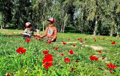דרום אדום ( צילום רפי בביאן ) דרום אדום