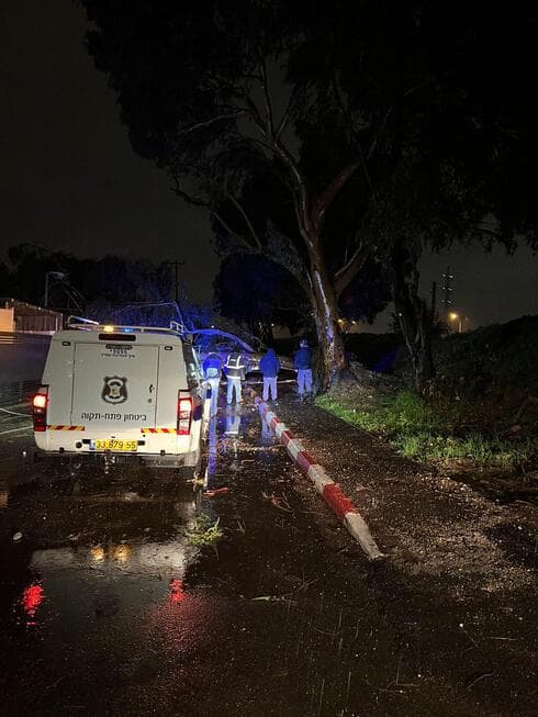 עץ אקליפטוס קרס ברחוב כץ בפתח תקוה