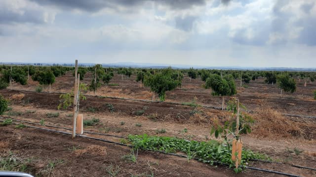 מטע האבוקדו של גן שמואל הזוכה בתחרות המטע היפה של "חקלאי גרנות"