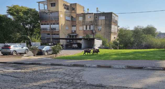 חזירי בר בטבריה