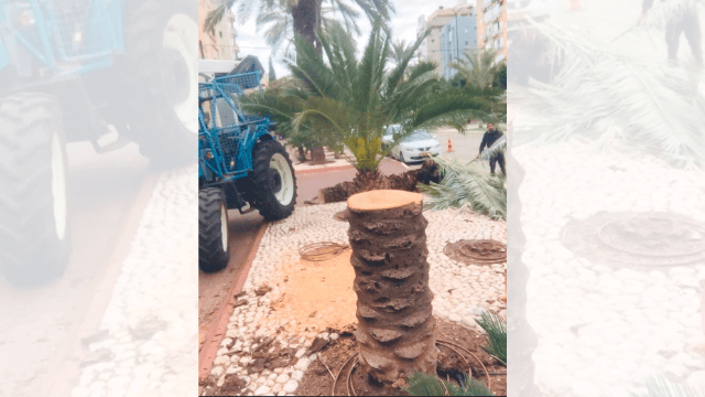 אחד העצים שנכרת