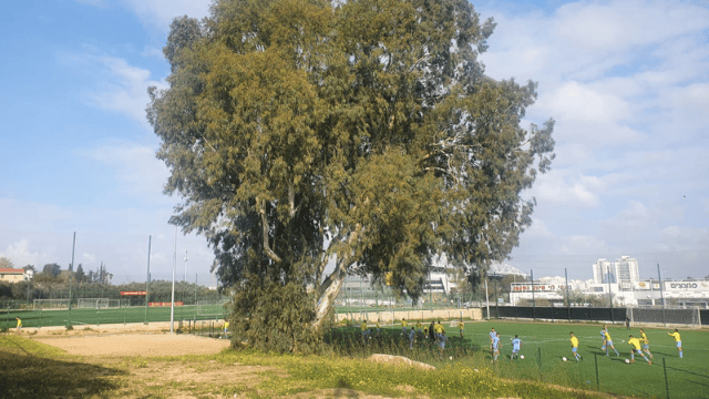 המגרש הקטן לצד עץ האקליפטוס שהגביל את שטחו