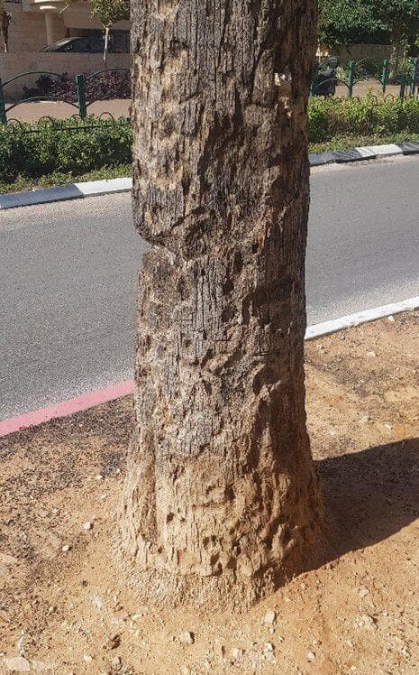 הכיבים המסוכנים