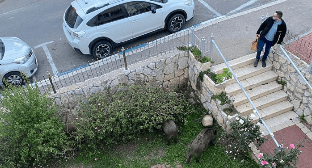 פלישה לגינות פרטיות