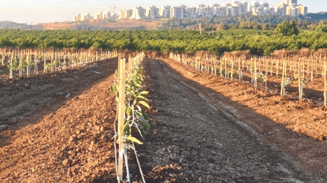 שטח המריבה