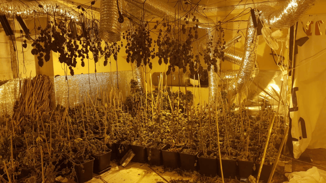 השתילים שנתפסו בבת ים