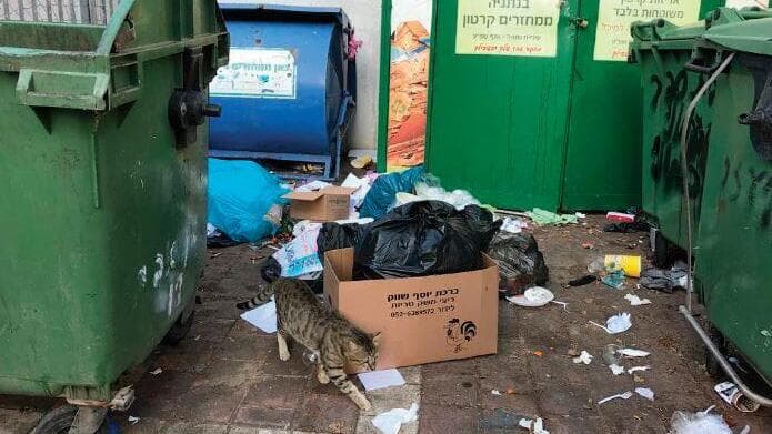 זבל זרוק על ופחים מלאים