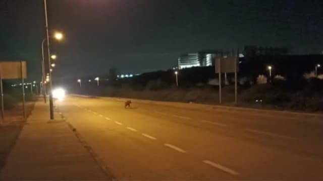 הצבוע חוצה את הכביש 