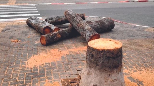 העץ הכרות. "מדובר בעץ נדיר"