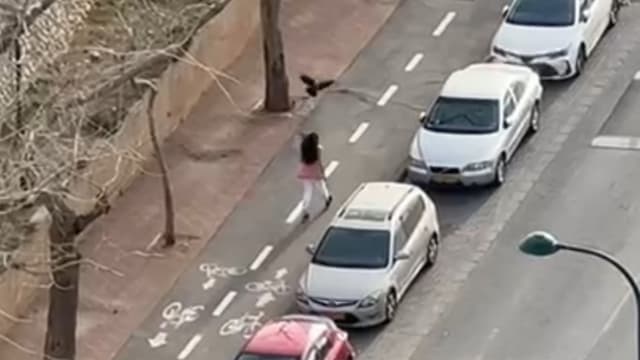 הולכת הרגל לפני התקיפה