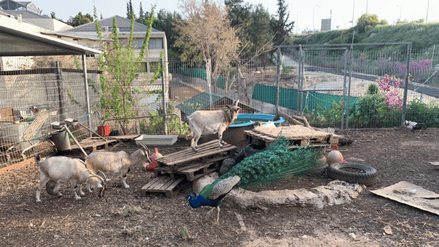 בית הספר הייחודי בלפיד