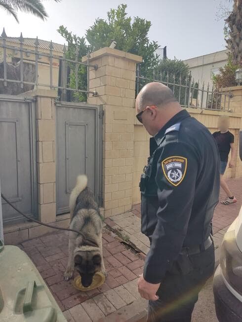 הכלב שנמצא במקום