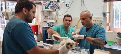 אחרי ההצלה: מטפלים בכלבים בשירות הווטרינרי