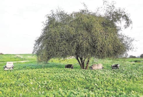 הנביעה בכפר תבור. "הדרך הטובה ביותר למי שעובר לגור בכפר תבור ורוצה להתערות כאן חברתית, היא להתנדב" (צילום: נורית ירדן) הנביעה בכפר תבור. "הדרך הטובה ביותר למי שעובר לגור בכפר תבור ורוצה להתערות כאן חברתית, היא להתנדב"