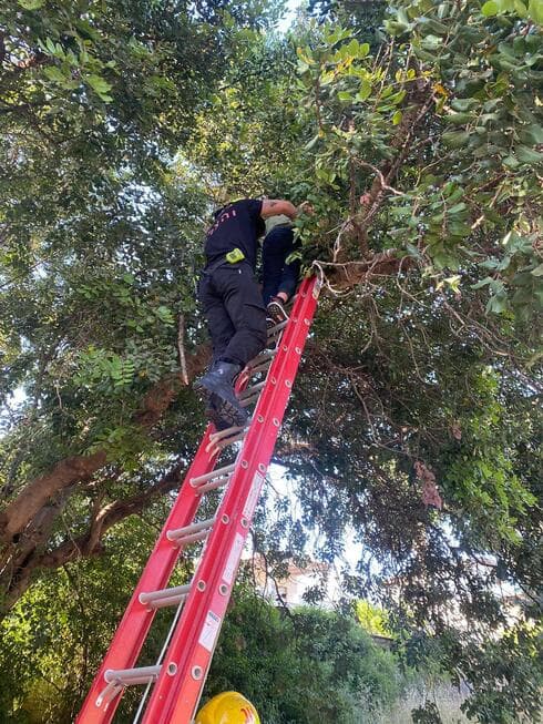 הכבאי מחלץ את הילד שטיפס על העץ
